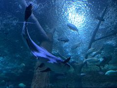 -成都浩海立方海洋公园