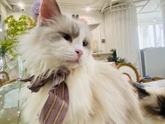 -共舞时光猫咖·狗咖(新街口店)
