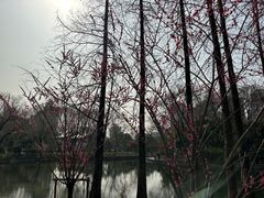 -和平公园