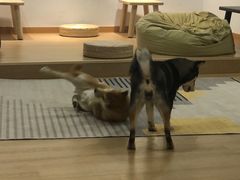 -南京Hallo宠物乐园·哈罗犬舍·柴犬繁育基地