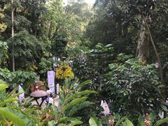 -深圳仙湖植物园