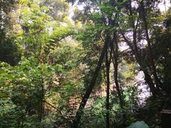 -广州市流溪河国家森林公园