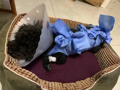 -美联众合动物医院·24h京西诊疗中心