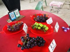 -马陆小张葡萄园农家乐