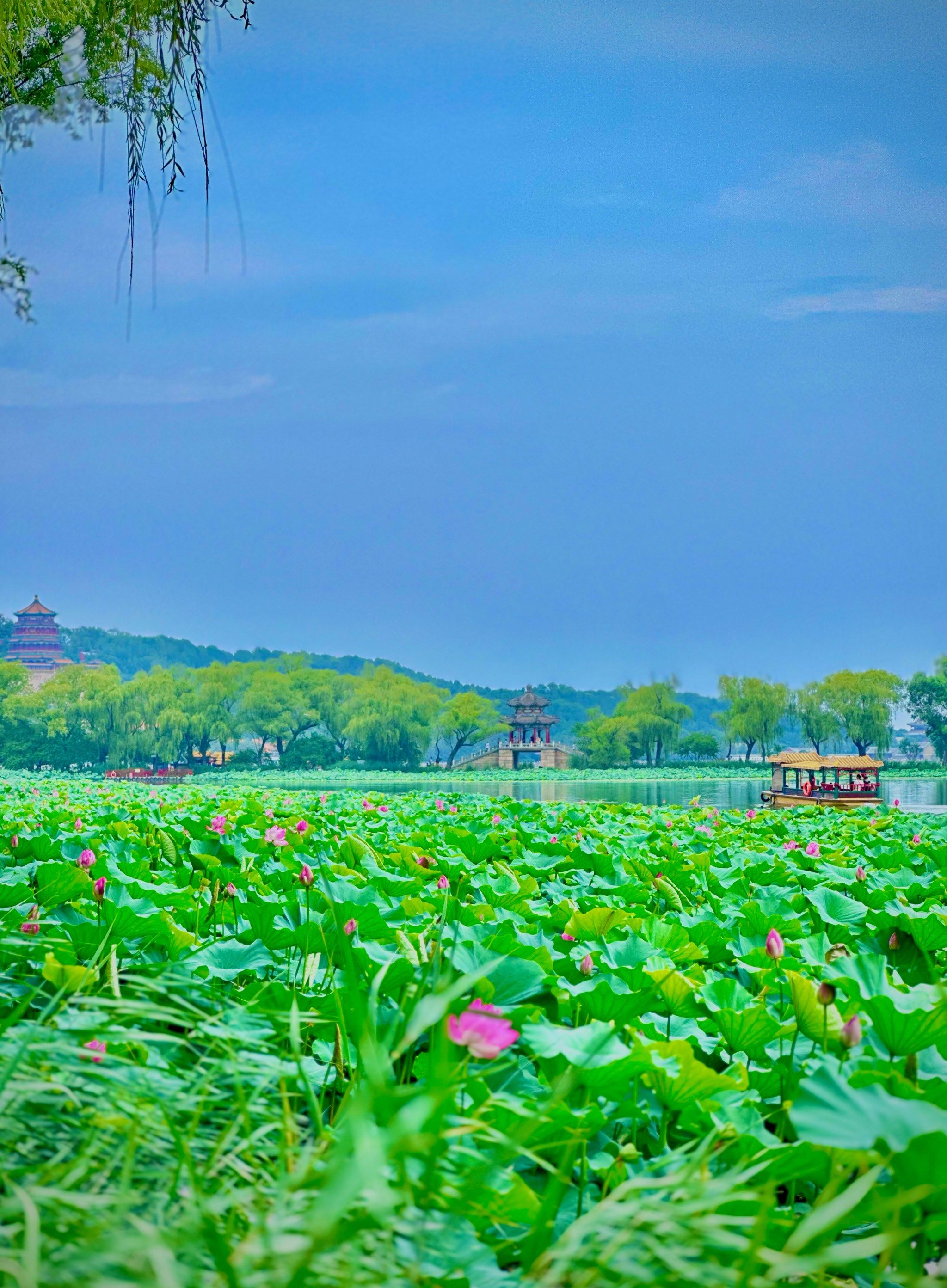 💐夏宫荷花节来了🌟舟行碧波上,人在画中游