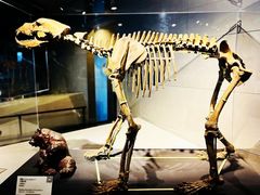 -北京周口店北京人遗址博物馆