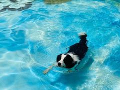 -汪说喵讲宠物乐园宠物酒店(红星美凯龙店)