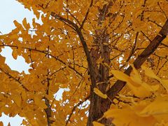 -铁山坪森林公园