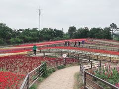 -大塘金香草谷