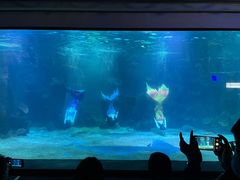 -石家庄海洋公园