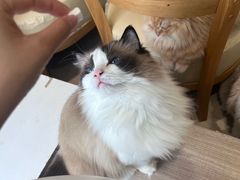 -藏猫猫咖啡主题馆(中央大道店)