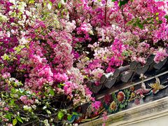 -深圳国际园林花卉博览园
