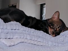 -西涌国际滨海旅游区