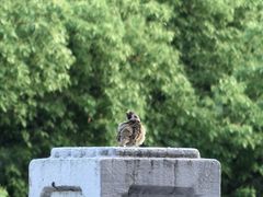 -杭州香格里拉·香宫中餐厅