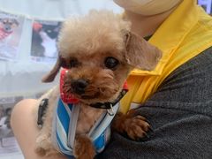 -上海静安香格里拉大酒店
