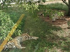 -深圳野生动物园