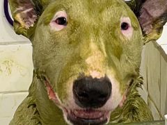 -Oh My Dog宠物沙龙(伊珊娜皮毛护理店)