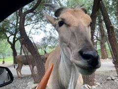 -北京野生动物园