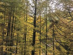 -苏木山森林公园