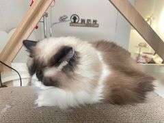 -琪喵猫屋·撸猫猫咖·猫舍