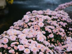 -杭州植物园
