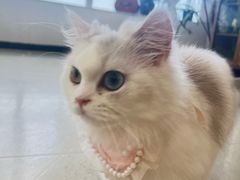 -共舞时光猫咖·狗咖(新街口店)