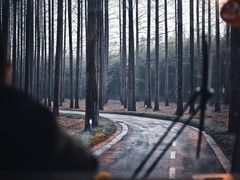 -黄海国家森林公园