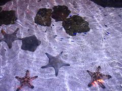 -暹罗海洋世界
