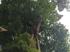 -峨眉山报国寺