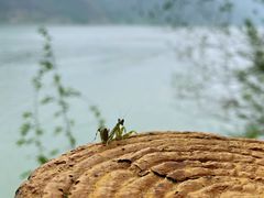 -羚羊峡古栈道森林公园