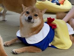 -逗柴咖啡屋·狗咖猫咖宠物桌游