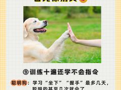 -翊宠yipet猫狗购宠庄园