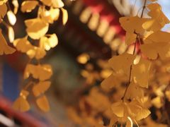 -中央广播电视总台(光华路办公区)