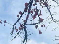 -上海滨江森林公园
