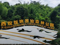 -西双版纳原始森林公园
