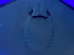 -北海海底世界