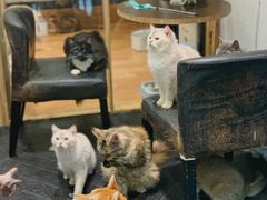 -猫色咖啡·猫咖