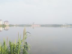 -九龙湖公园