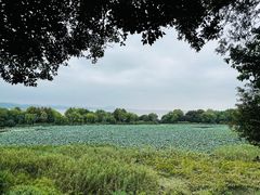 -上海市保健医疗中心