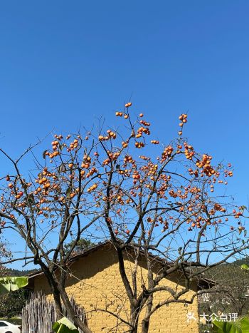 一般2元一斤，不过那种不能现吃