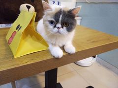 -平行世界·猫咖(首经贸店)