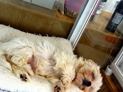 -翊宠yipet猫狗购宠庄园犬舍•猫舍