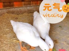 -前小桔亲子创意农场·草莓采摘·露营烧烤