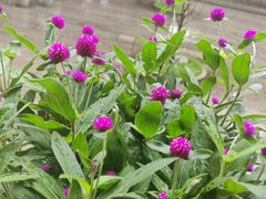 -广州白天鹅宾馆