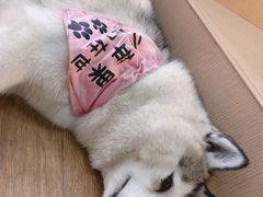 -Husky Go! 哈士奇体验馆·宠物咖啡厅狗咖