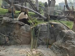 -武汉动物园