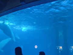-海合安成都极地海洋公园