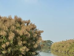 -大湾区中央湿地公园