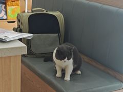 -艾贝尔宠物医院·24H转诊中心·肿瘤猫专科(江宁双龙店)