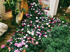 -花之城